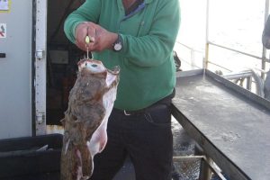 ms albatros hirtshals hochseeangeln dänemark dorsch seelachs scholle makrele (5)